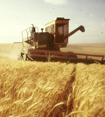 grains.jpg